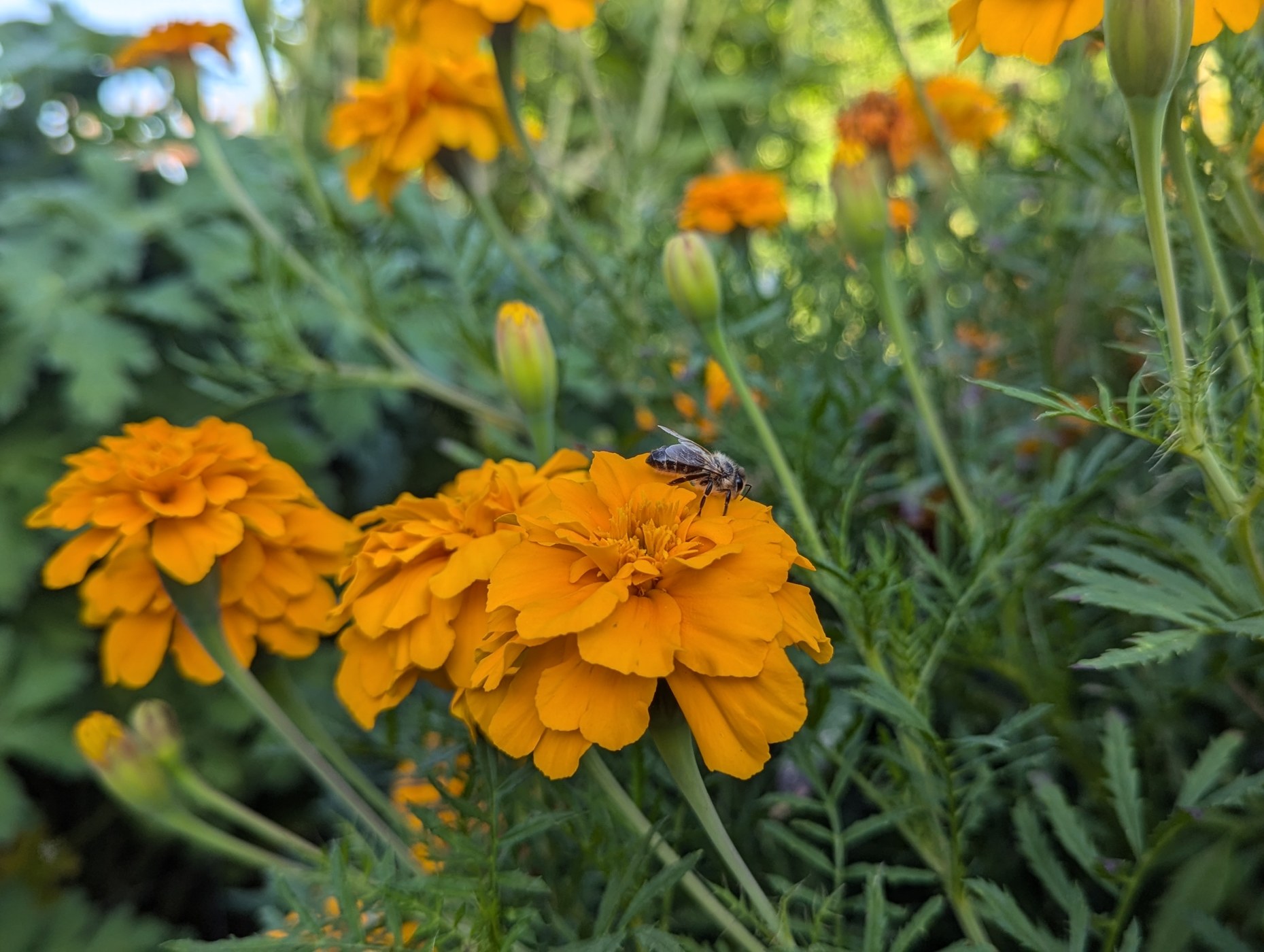 Blühende Pflanzen in unserer Gartenanlage
